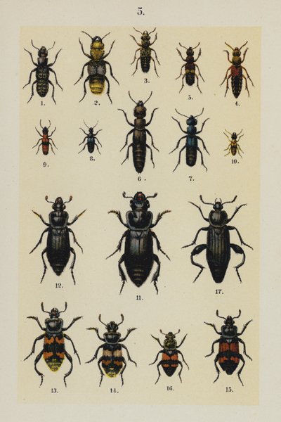 Tavola da The Young Beetle-Collector