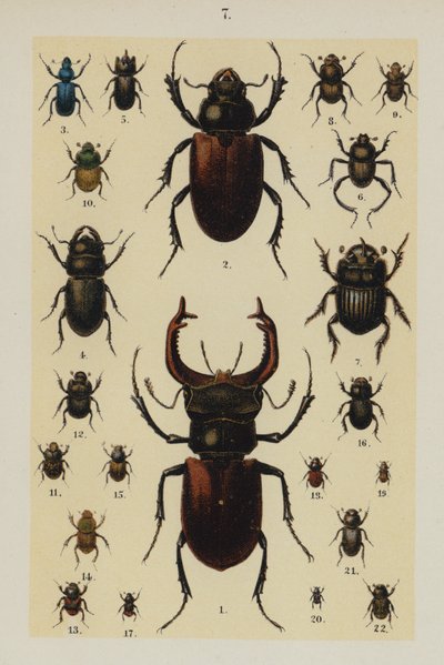 Tavola da The Young Beetle-Collector