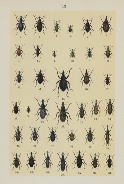 Tavola da The Young Beetle-Collector