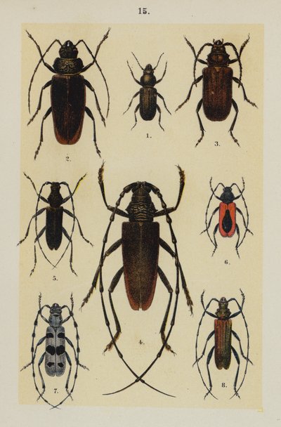Tavola da The Young Beetle-Collector
