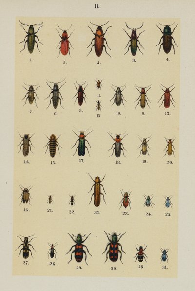 Tavola da The Young Beetle-Collector