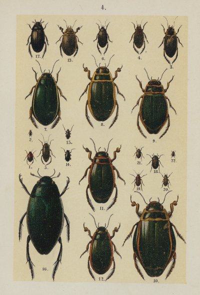 Tavola da The Young Beetle-Collector