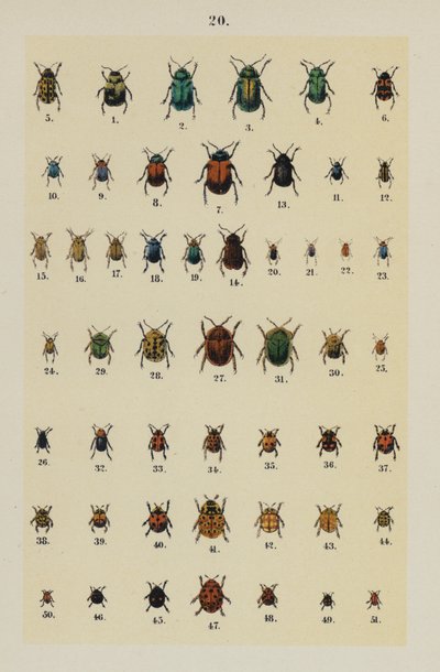 Tavola da The Young Beetle-Collector