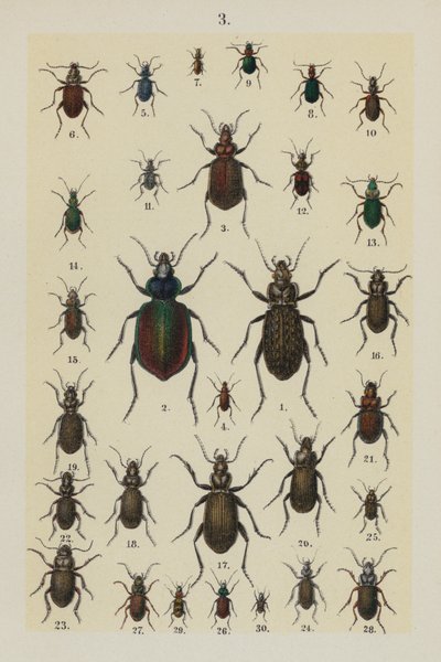 Tavola da The Young Beetle-Collector