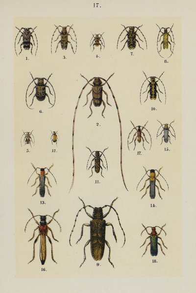 Tavola da The Young Beetle-Collector