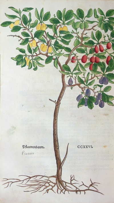 Prugno, una tavola botanica dall