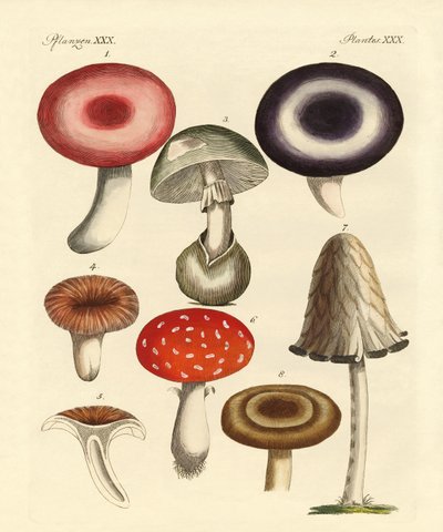Funghi velenosi tedeschi da German School