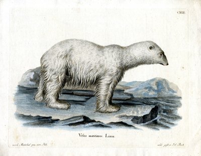 Orso polare da German School