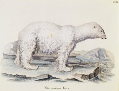 Orso polare (Ursus maritimus), da Mammiferi illustrati dalla Natura con descrizioni, di Johann Christian Daniel von Schreber (1739-1810), incisione di IC Bock dopo un disegno di Marechal, volume 3, tavola 141, Germania da German School