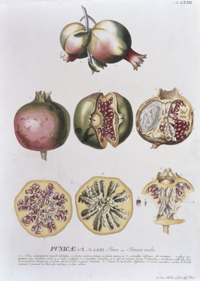 Melograno, inciso da Johann Jakob Haid, tavola 72 da un libro botanico, pub. da Augustus Vind da German School