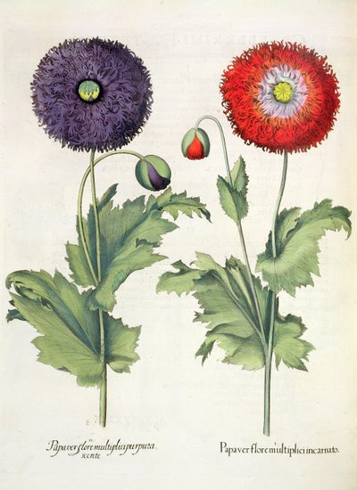 Papaveri, dal Hortus Eystettensis di Basil Besler, pub. 1613 da German School