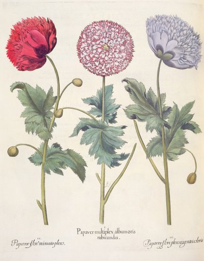 Papaveri, dal Hortus Eystettensis di Basil Besler, pub. 1613 da German School