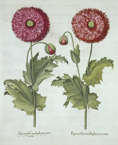 Papaveri, da Hortus Eystettensis, di Basil Besler, pub. 1613 da German School