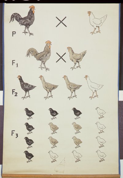 Poster che dimostra la legge di Mendel nei polli da German School