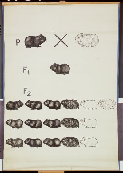 Poster che dimostra la legge di Mendel nei porcellini d