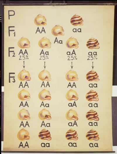 Poster delle lumache Cepea da German School