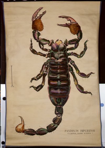 Poster di un Pandinus imperator da German School