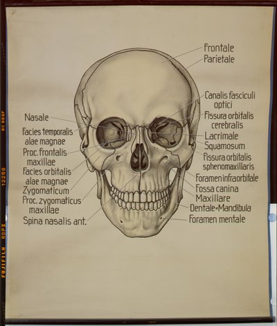 Poster di un cranio umano da German School