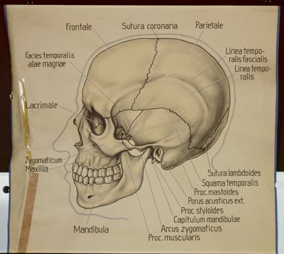 Poster della vista laterale di un cranio umano da German School