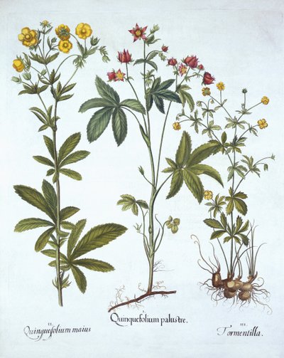 Potentille, da Hortus Eystettensis, di Basil Besler, pub. 1613 da German School