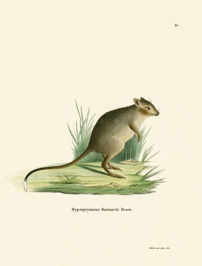 Potoroo da German School