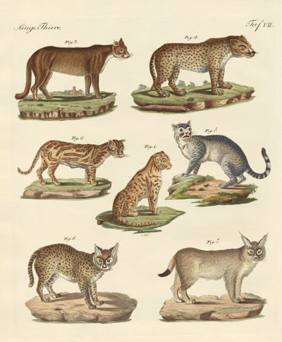 Predatori da tutte le parti del mondo da German School