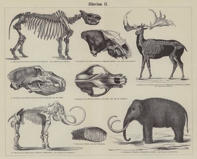 Animali preistorici da German School