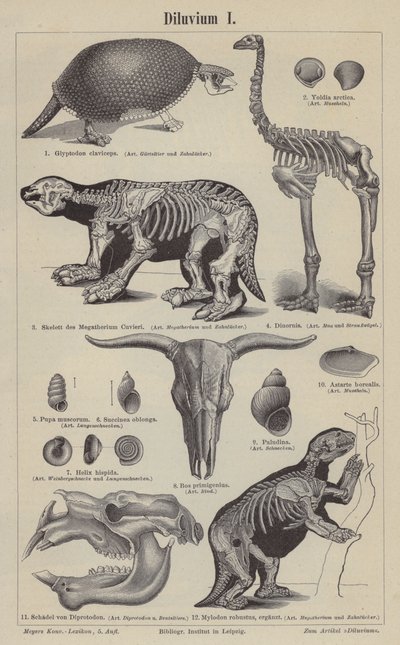 Animali preistorici da German School