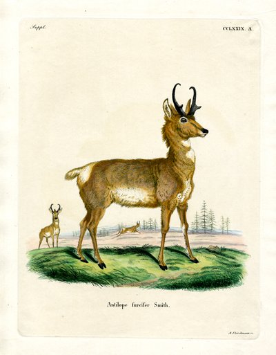 Antilope pronghorn da German School