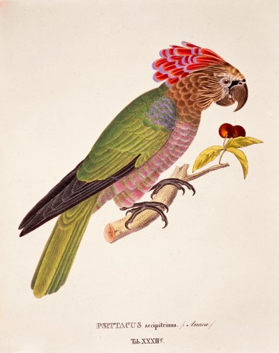 Psittacus Accipitrinus, tavola XXXII da 
