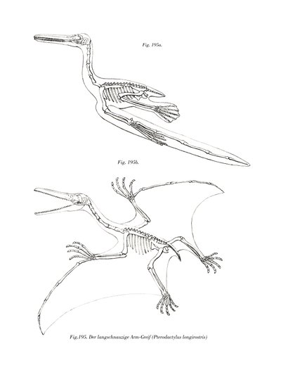 Pterodattilo da German School