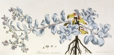 Pulmonaria Maritima, 1785-1788 da German School