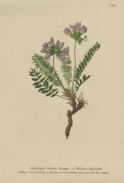 Ossitropide viola (Oxytropis halleri) da German School