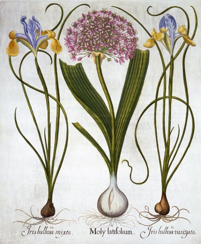 Sensazione viola e iris spagnoli, da Hortus Eystettensis, di Basil Besler, pub. 1613 da German School