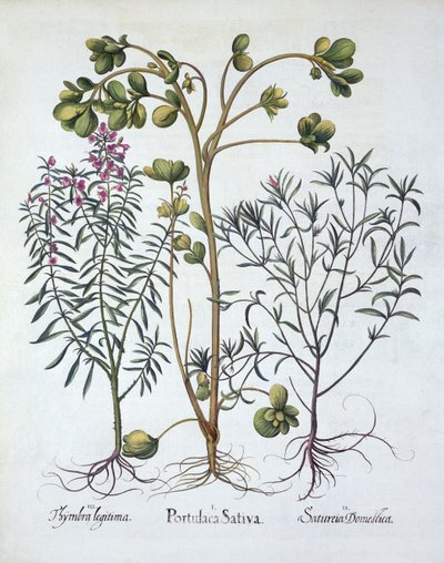 Portulaca, santoreggia estiva e santoreggia invernale, da Hortus Eystettensis, di Basil Besler, pub. 1613 da German School