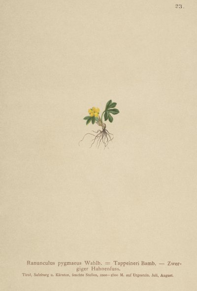 Ranuncolo pigmeo (Ranunculus pygmaeus, Ranunculus tappeineri, Ranunculus baerianus, Ranunculus pygmaeus var. langeanu) da German School