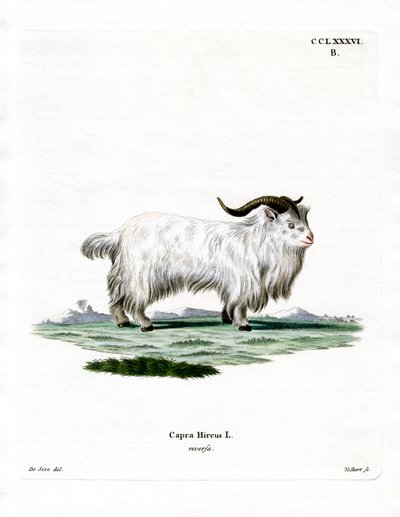 Capra Pigmea da German School
