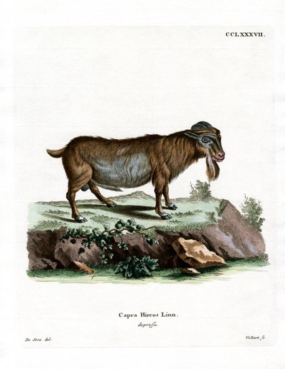 Capra pigmea da German School