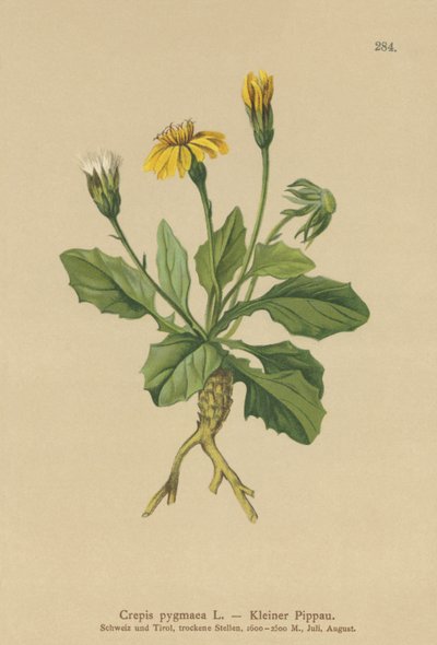 Crepis pigmea (Crepis pygmaea, Hieracium pumilum) da German School