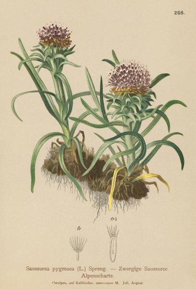 Saussurea pigmea (Saussurea pygmaea) da German School