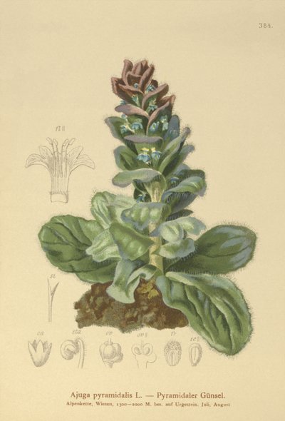 Bugola piramidale (Ajuga pyramidalis) da German School