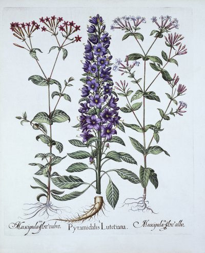 Campanula piramidale, muscipula, da Hortus Eystettensis, di Basil Besler, pub. 1613 da German School