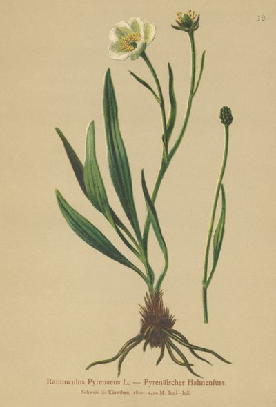 Ranuncolo pirenaico (Ranunculus pyrenaeus) da German School