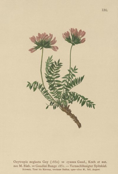 Astragalo pirenaico (Oxytropis neglecta, Oxytropis cyanea, Oxytropis gaudini, Oxytropis albana, Oxytropis caucasica, Oxytropis pyrenaica, Astragalus pyrenaicus) da German School