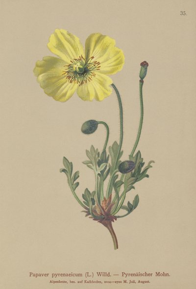 Papavero pirenaico (Papaver pyrenaeicum, Papaver alpinum sub.) da German School