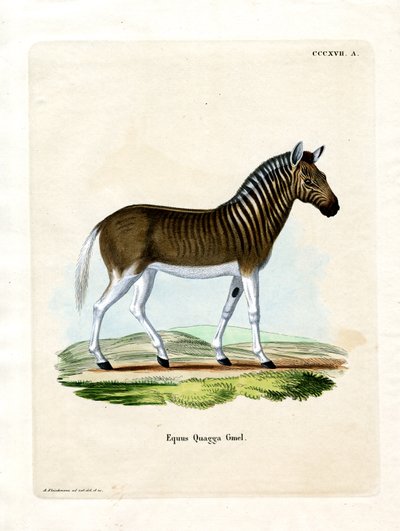 Quagga da German School