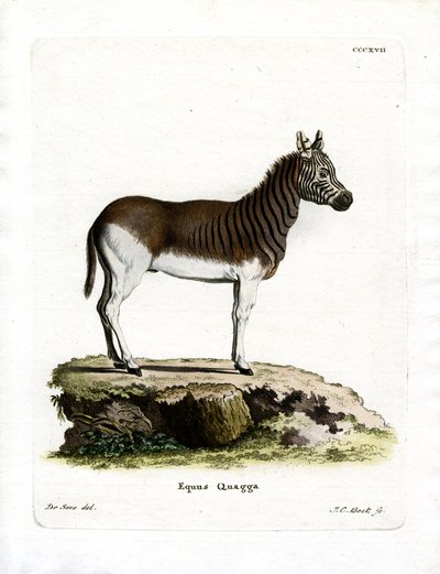 Quagga da German School