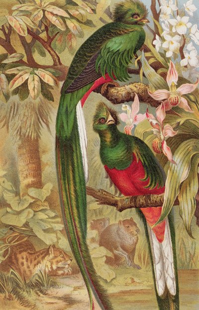 Quetzal, tavola da Brehms Tierleben: Allgemeine Kunde des Tierreichs, vol.5, p.6, pubblicato da Bibliographisches Institut da German School