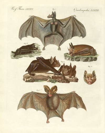 Pipistrelli rari da German School