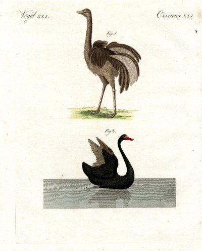 Uccelli rari da German School